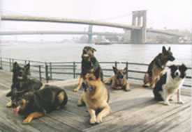 portrait of rescue dogs who worked in NYC recently
nice bunch of photos of them in a promo 
inserted in the mag re Westminster Kennel Club show