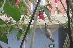 nice to see hummingbirds
as regular visitors to the plant
just outside one of the living rm
windows at chez d'monquis...